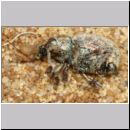 Cerceris arenaria - Sandknotenwespe w18c 12mm - mit Ruesselkaefer - Strophosoma capitatum - Niedringhaussee.jpg